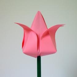 Un tulipano rosa semplice