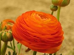 Esemplare di ranunculus con tanti petali