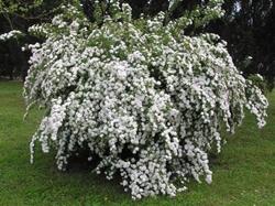 Spirea