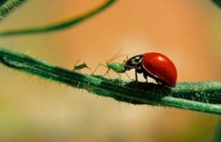 Coccinella amica dell'orto biologico