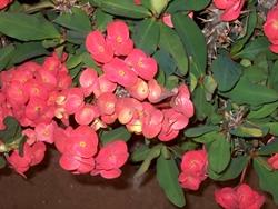 Euphorbia milii