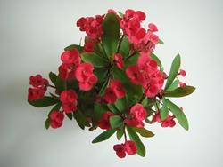 Euphorbia milii