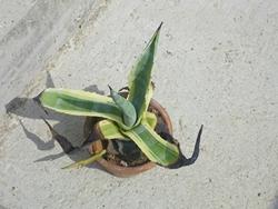 Agave americana coltivata in vaso