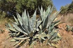 Tipica Agave americana