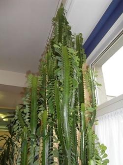 Euphorbia trigona