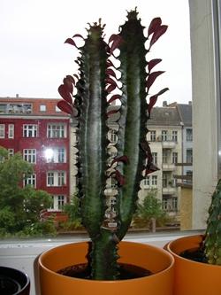 Euphorbia trigona