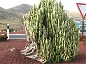 Euphorbia trigona