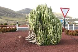 Euphorbia trigona