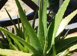 Crema viso uomo L'Aloe Vera come lenitivo