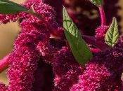 Amaranto, nuova risorsa famiglie argentine vivono povertà