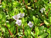 proprietà della Bacopa Monniera