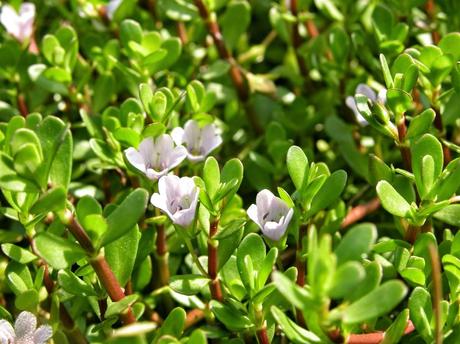 Le proprietà della Bacopa Monniera