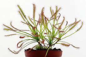 drosera-1