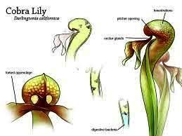 Darlingtonia Californica Trappole