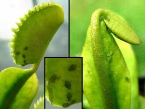 Dionaea-Muscipula-le-Malattie