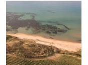 Cantine Settesoli: “Annata difficile molte regioni territorio Menfi ottenuti risultati eccezionali”