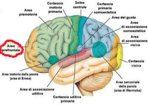 area prefrontale