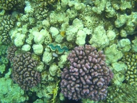 Safaga, immersioni nel Mar Rosso tra le dune d’Egitto