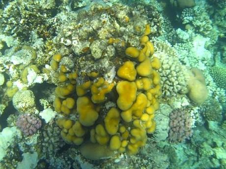 Safaga, immersioni nel Mar Rosso tra le dune d’Egitto