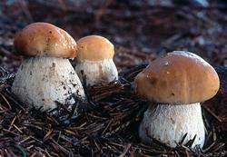 Esemplari di Boletus Edulis nel sottobosco