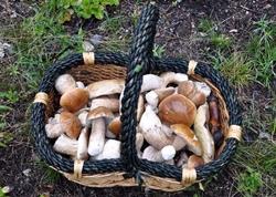 Un cestino pieno di funghi porcini: non sarà facile ottenerlo con la coltivazione casalinga!