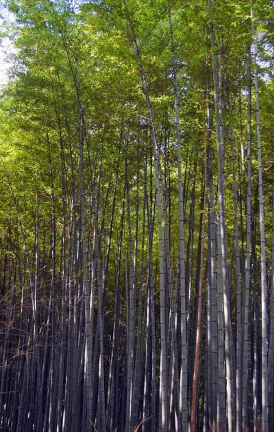 La foresta di bambù di Arashiyama (foto di Patrick Colgan, 2013)