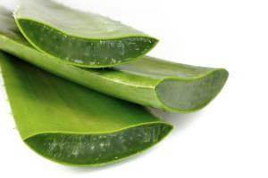 Aloe_Vera