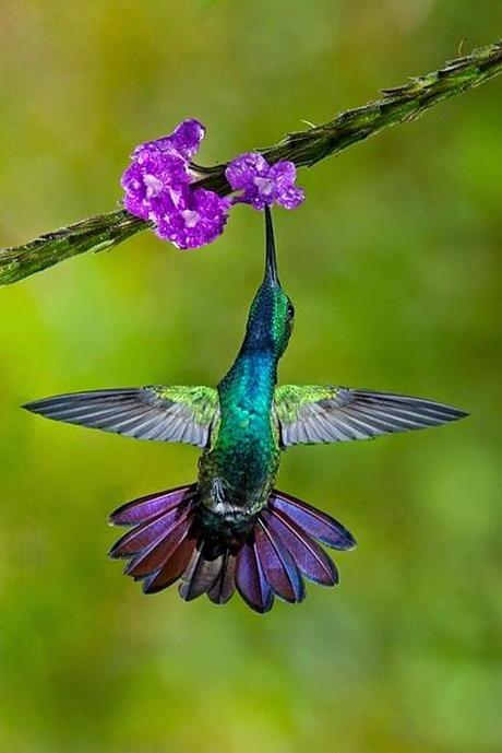 Il colibrì, un frammento dell'arcobaleno