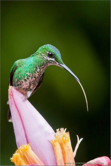 Il colibrì, un frammento dell'arcobaleno