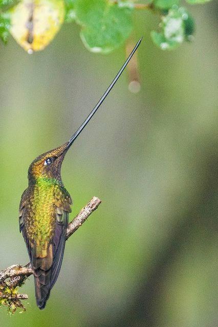 Il colibrì, un frammento dell'arcobaleno