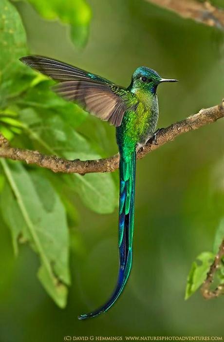 Il colibrì, un frammento dell'arcobaleno