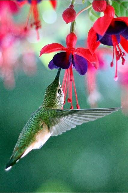Il colibrì, un frammento dell'arcobaleno