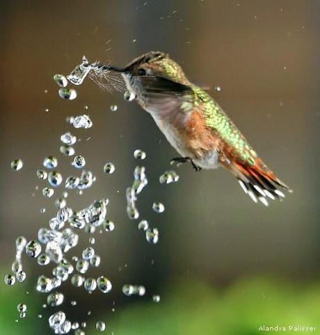 Il colibrì, un frammento dell'arcobaleno