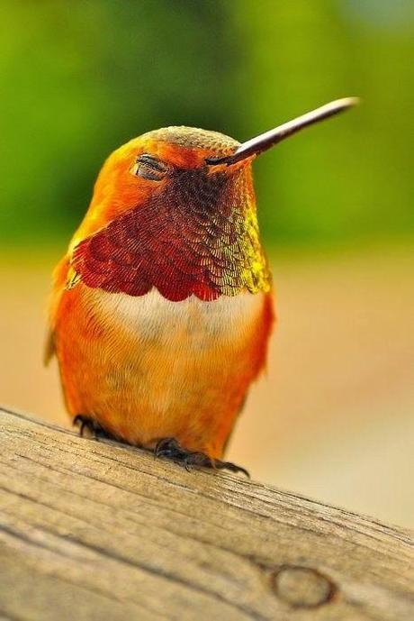 Il colibrì, un frammento dell'arcobaleno