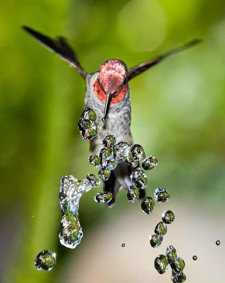 Il colibrì, un frammento dell'arcobaleno