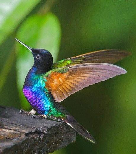 Il colibrì, un frammento dell'arcobaleno