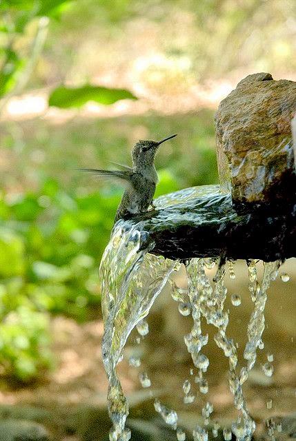 Il colibrì, un frammento dell'arcobaleno