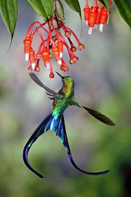 Il colibrì, un frammento dell'arcobaleno