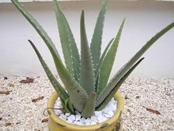 Pianta aloe