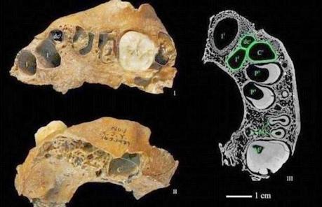 Nuovo e misterioso fossile di Ominide trovato nella Cina del Nord