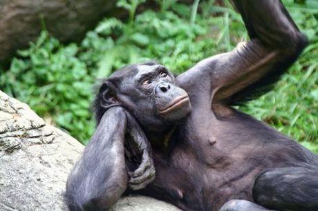 Il bonobo, vero latin lover