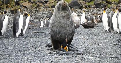 Il delicato approccio di una foca a un pinguino