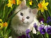 Spello ospita mostra-concorso dedicata all’animale domestico affascinante