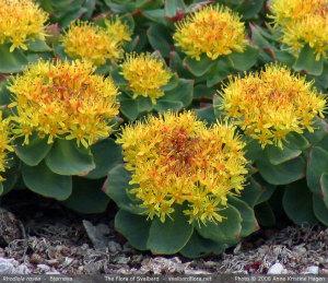 Rhodiola_rosea_close_full