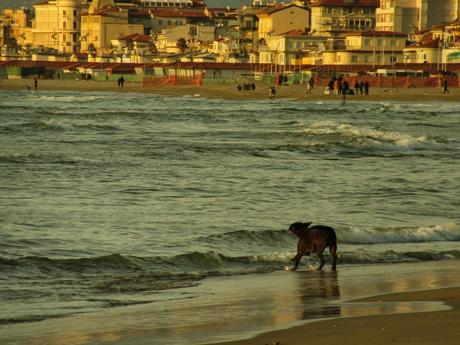 Viareggio ovvero disagio