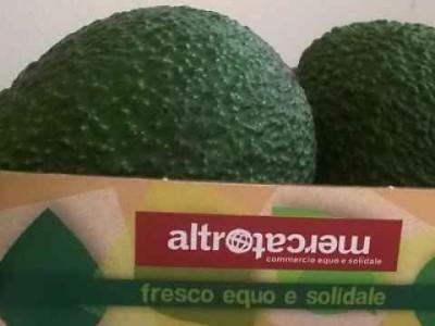 AVOCADO? - Arriva quello biologico e tutto italiano