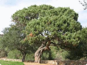 Il Ginepro l'albero della Purificazione