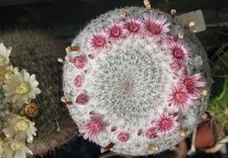 Mammillaria candida