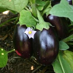 Melanzane con fiore