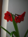 AMARYLLIS IN FIORE